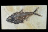 Fossil Fish (Diplomystus) - Green River Formation - Inch Layer #138602-1